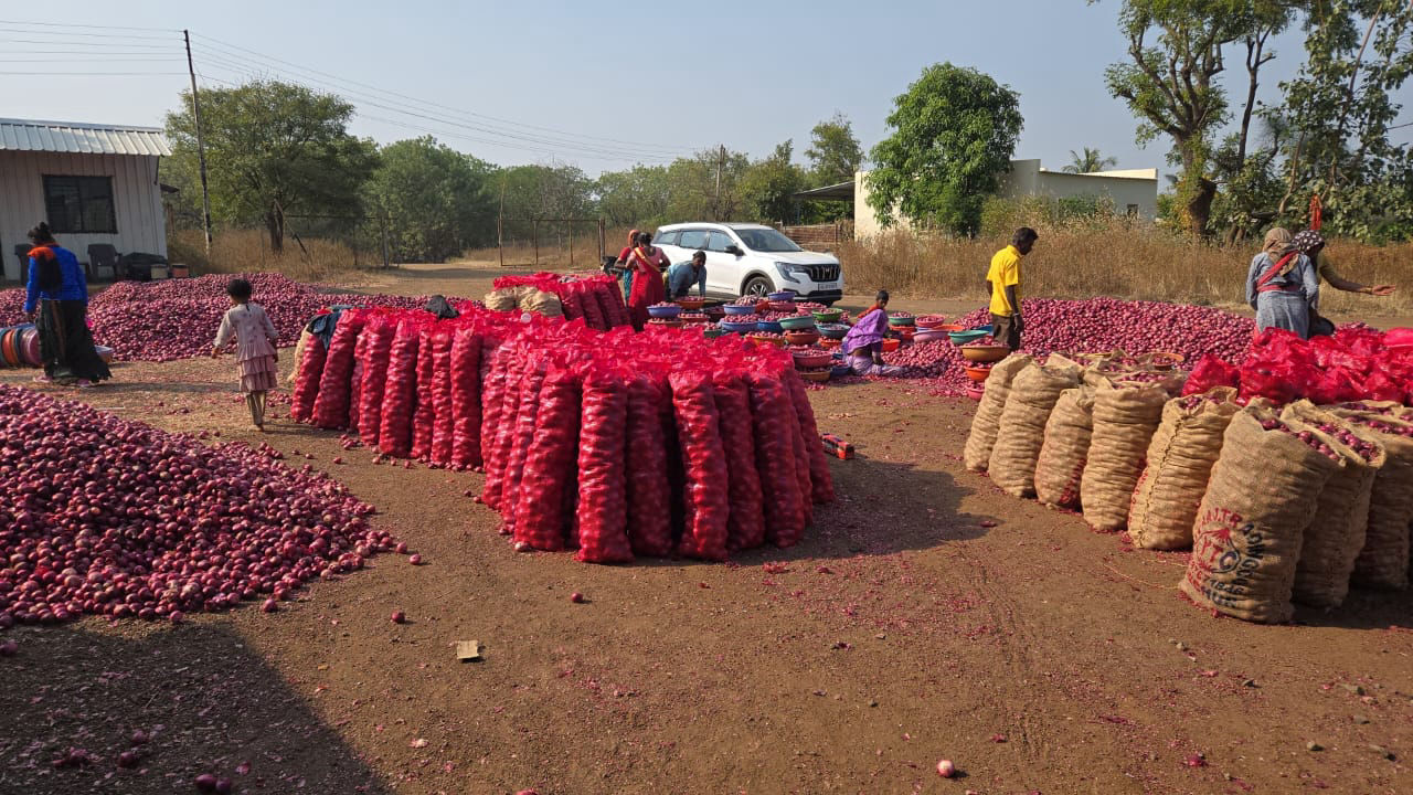 Onion Packing